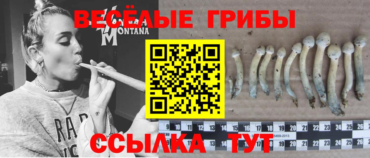 Псилоцибиновые грибы Cubensis  Вход с VPN  Биробиджан 